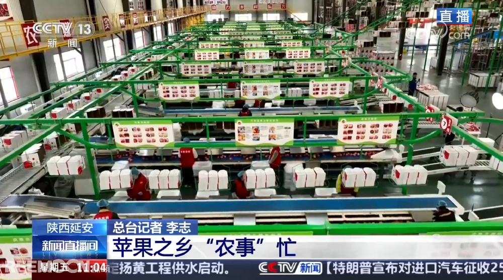春天是希望的季節(jié)陜西延安是我國蘋果的優(yōu)生區(qū)和主產(chǎn)區(qū)蘋果之鄉(xiāng)正呈現(xiàn)出一片繁忙的景象3月28日，CCTV13新聞頻道聚焦陜西延安蘋果產(chǎn)業(yè)發(fā)展展現(xiàn)中國農(nóng)業(yè)現(xiàn)代化與鄉(xiāng)村振興的生動實踐PART.01智能分選線：給蘋果做“體檢”，助力果農(nóng)增收致富延安甘泉縣分揀車間內(nèi)綠萌智能分選設備高效運轉通過人工智能和圖像處理技術對傳送帶上的