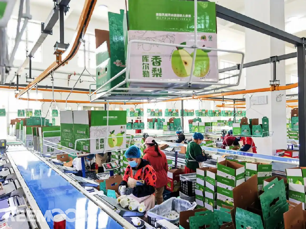 每個香梨都被放在專屬的小托盤里，從傳送帶上“走”到電腦稱重的“過道”里，被分為180克以上、160克至180克、140克至160克、120克至140克、100克至120克等各個規(guī)格，分為不同級別后，一個個香梨“躺”著被電腦指令輸送到不同的級別通道中，順著傳送帶就送到了包裝工人的手邊，他們再一個個套上保鮮紙和發(fā)泡網(wǎng)，頭頂上傳送的
